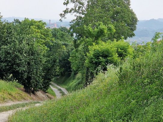 Hasselskog 