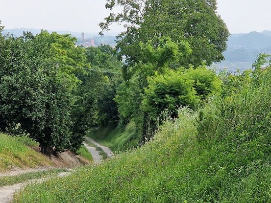 Hasselskog 