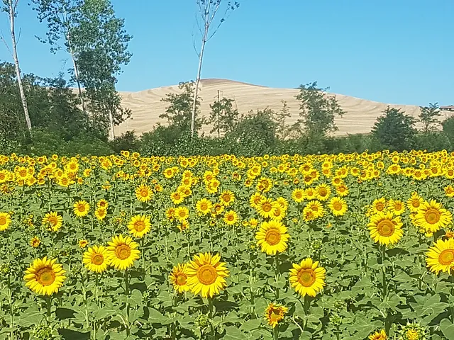 Solsikker